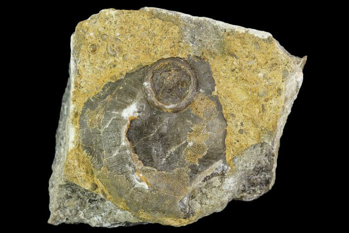 Edrioasteroid On Brachiopod Shell- Ontario #110538